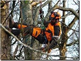 https://www.arborist-direct.co.uk/provider/glasgow-tree-surgeon/ website