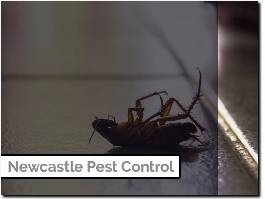 https://www.newcastlepestcontroller.co.uk/ website