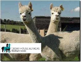 http://cedarhousealpacas.co.uk/alpacas-for-sale/ website