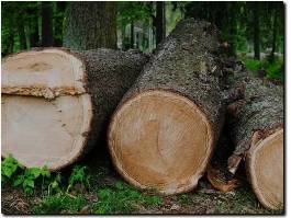 https://www.treeservicebeloit.com/ website