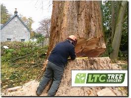 https://www.ltctreesurgery.co.uk/ website