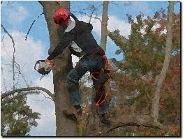 https://www.carmelintreeservice.com/ website