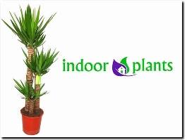 https://www.indoor-plants.co.uk/ website
