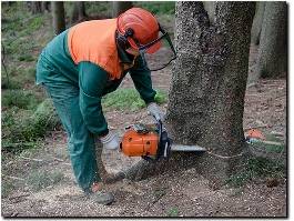 https://www.treeservicesslc.com/ website