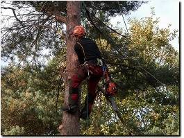 https://www.treeservicenorfolk.com/ website