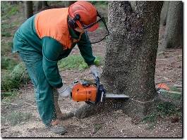 https://www.treeremovalcostamesa.com/ website