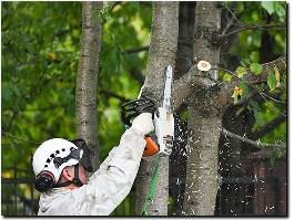 https://www.kennewicktreeservice.com/ website