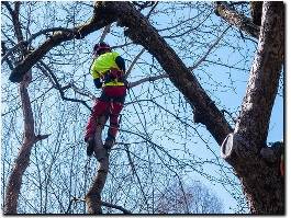 https://www.rapidcitytreepros.com/ website