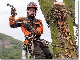 https://www.pascotreepros.com/ website