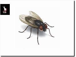 https://www.effectivepestsolutions.co.uk/ website