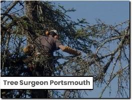 https://www.portsmouthtreesurgeon.com/ website