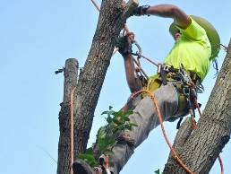 https://rhodeislandtreeremoval.com/ website